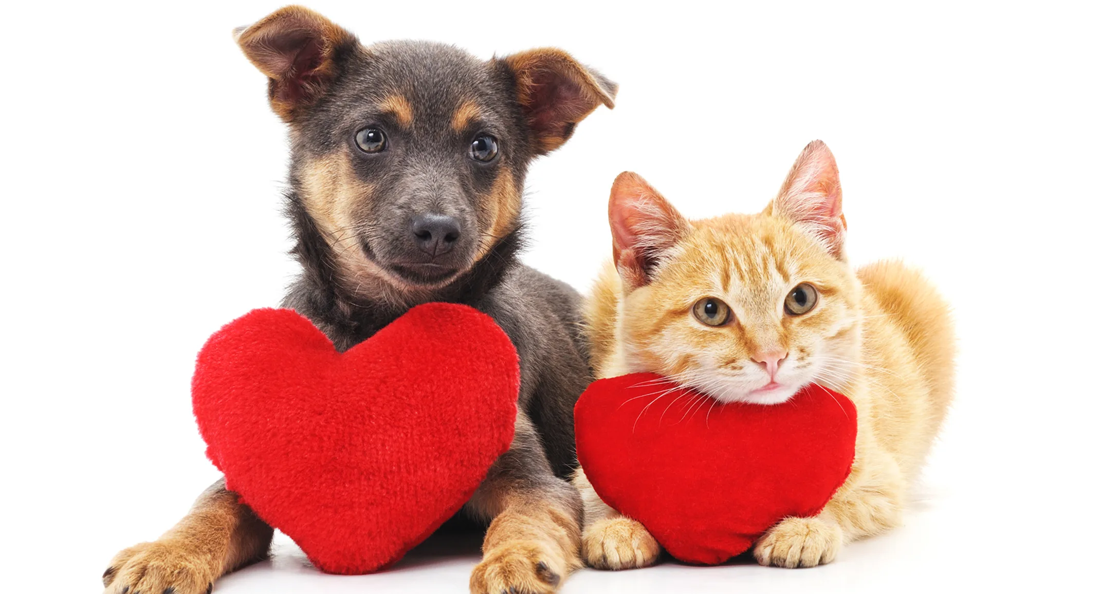 Brown and black puppy with a yellow tabby cat posing for the camera and they have two heart throw pillows laying on.